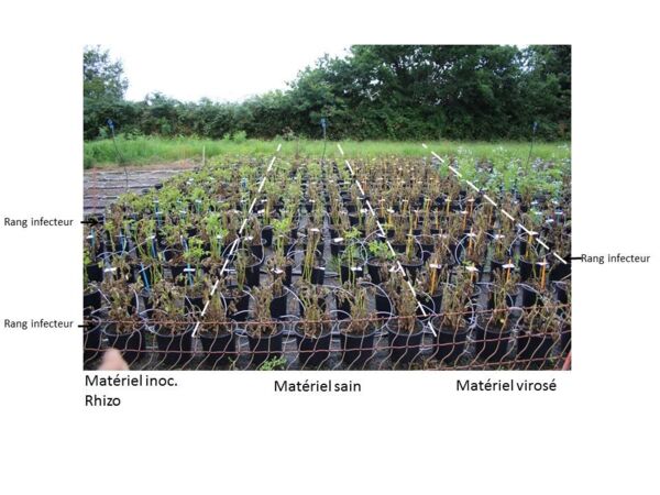 illustration_essai_plateforme_multibioagresseur illustration_essai_plateforme_multibioagresseur