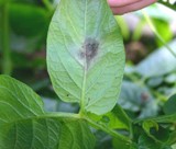 Sympt&ocirc;mes de mildiou du feuillage